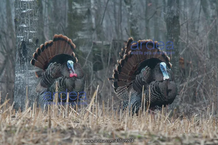 : Jake Eastern Wild Turkeys : Jake Eastern Wild Turkeys
