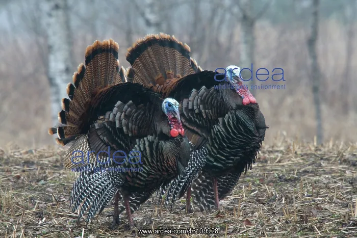 : Jake Eastern Wild Turkeys : Jake Eastern Wild Turkeys