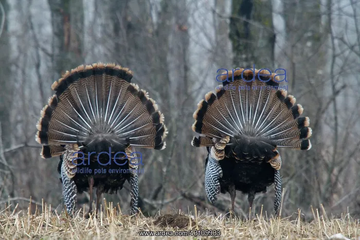: Jake Eastern Wild Turkeys : Jake Eastern Wild Turkeys
