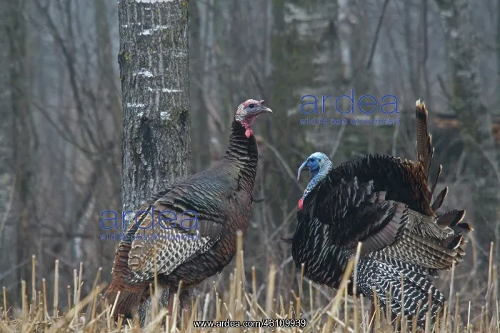 : Jake Eastern Wild Turkeys : Jake Eastern Wild Turkeys