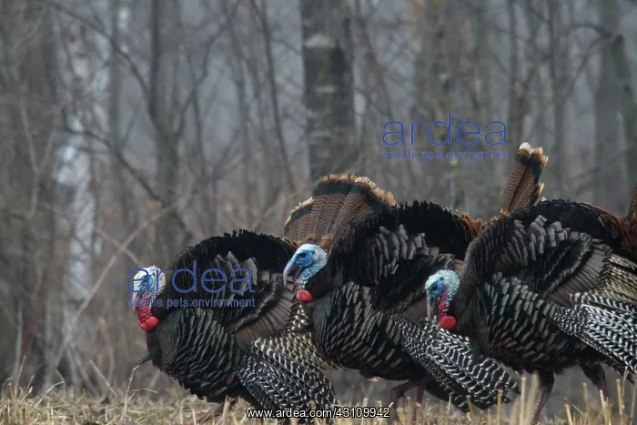: Jake Eastern Wild Turkeys : Jake Eastern Wild Turkeys