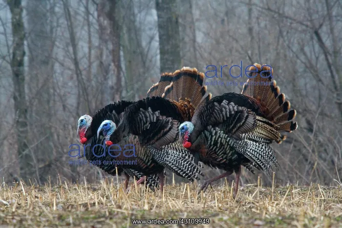 : Jake Eastern Wild Turkeys : Jake Eastern Wild Turkeys