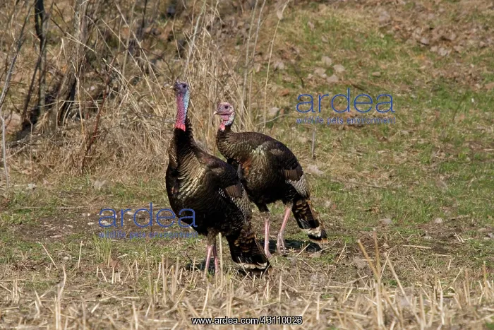 : Jake Eastern Wild Turkeys : Jake Eastern Wild Turkeys