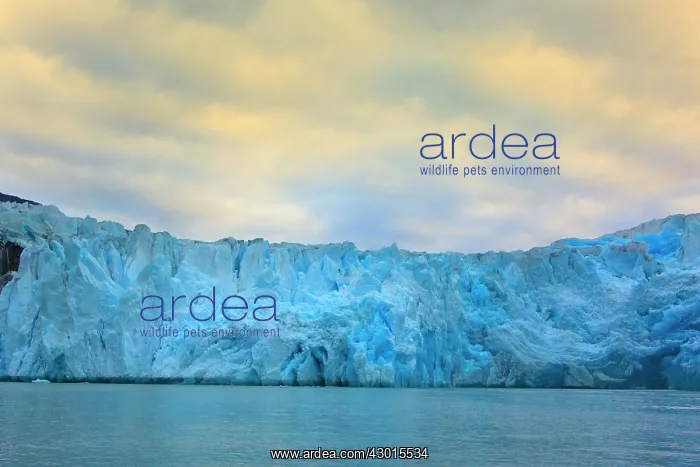: Jakobshavn Glacier blue ice at the face : Jakobshavn Glacier blue ice at the face