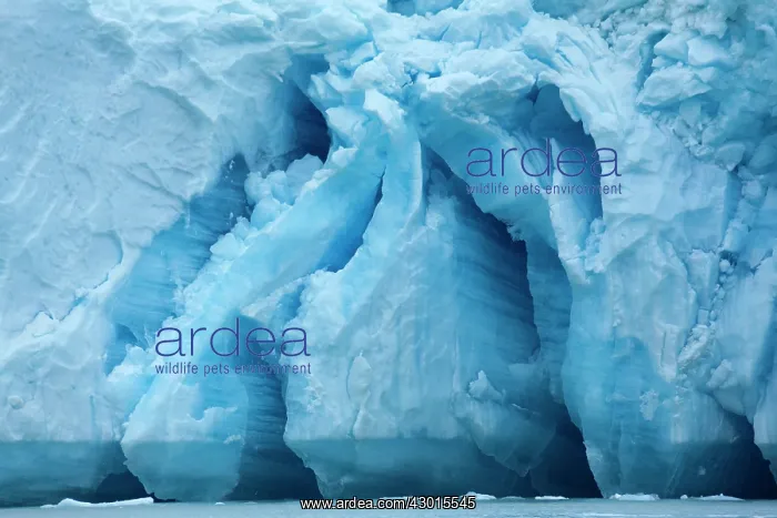 : Jakobshavn Glacier blue ice at the face : Jakobshavn Glacier blue ice at the face