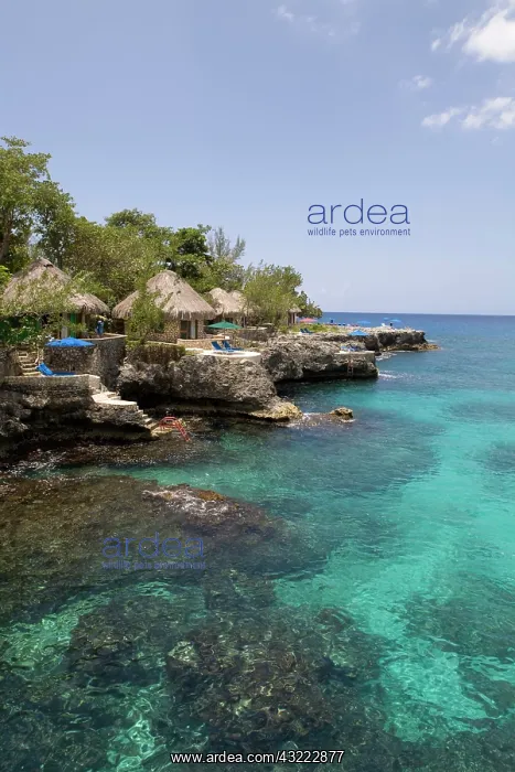  : Jamaica, Negril, Rockhouse Hotel along Caribbean