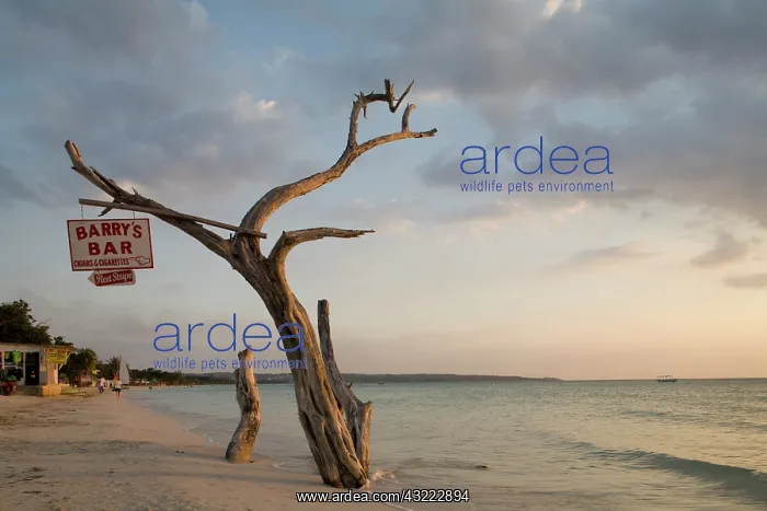 : Jamaica, Negril, Setting sun lights bar : Jamaica, Negril, Setting sun lights bar