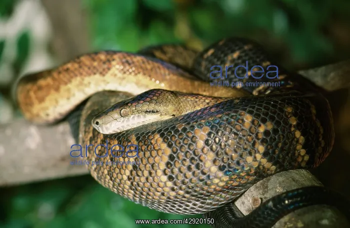 : Jamaican Boa Snake - endangered : Jamaican Boa Snake - endangered