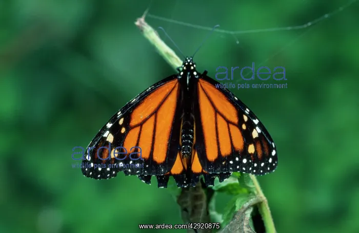 : Jamaican Monarch - Danaus is a genus of butterflies : Jamaican Monarch - Danaus is a genus of butterflies
