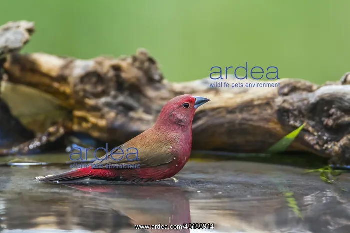 : Jameson's Firefinch (Lagonosticta rhodopareia) in : Jameson's Firefinch (Lagonosticta rhodopareia) in