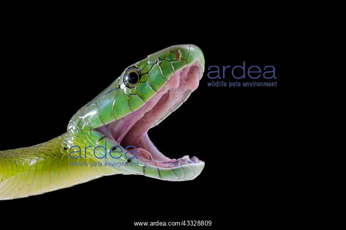 : Jameson's mamba (Dendroaspis jamesoni jamesoni) : Jameson's mamba (Dendroaspis jamesoni jamesoni)