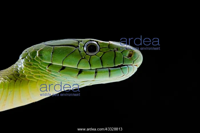: Jameson's mamba (Dendroaspis jamesoni jamesoni) : Jameson's mamba (Dendroaspis jamesoni jamesoni)