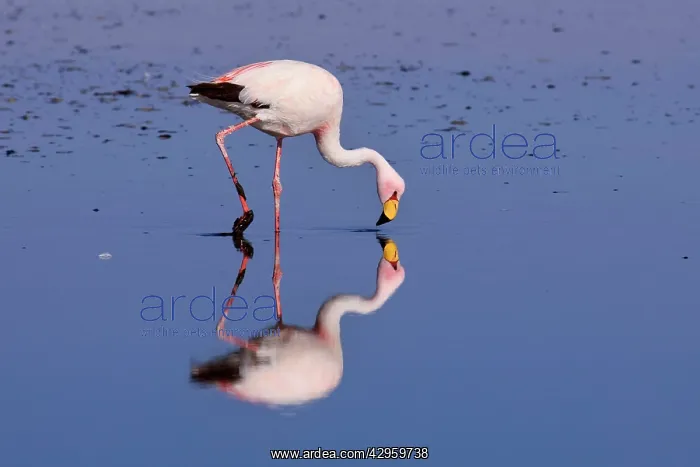 : James's Flamingo / Puna Flamingo - adult feeding : James's Flamingo / Puna Flamingo - adult feeding