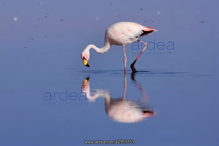 : James's Flamingo / Puna Flamingo - adult feeding : James's Flamingo / Puna Flamingo - adult feeding