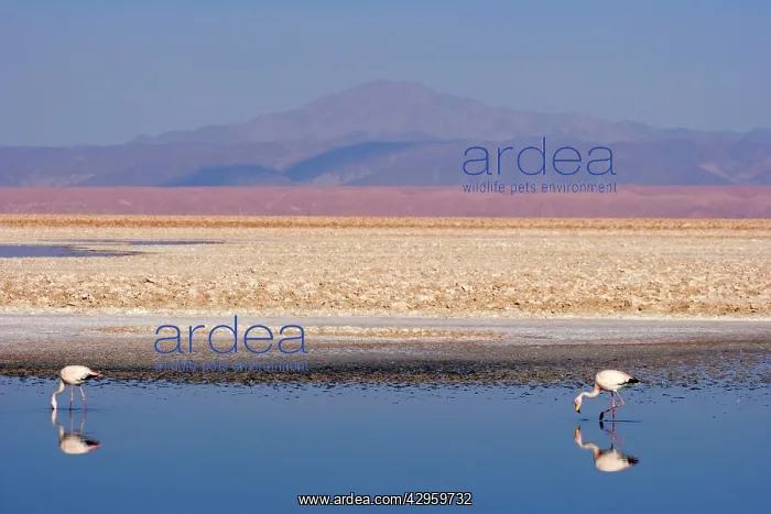 : James's Flamingo / Puna Flamingo - two adults feeding : James's Flamingo / Puna Flamingo - two adults feeding