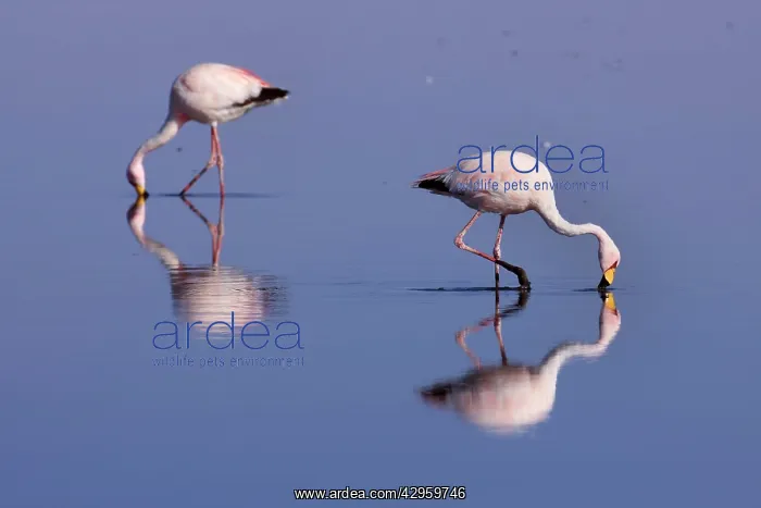 : James's Flamingo / Puna Flamingo - two adults feeding : James's Flamingo / Puna Flamingo - two adults feeding