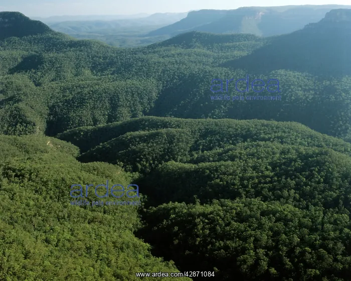 : Jamison Valley from Echo Point : Jamison Valley from Echo Point