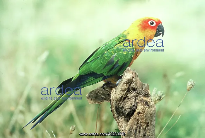 : JANDAYA CONURE - SIDE VIEW : JANDAYA CONURE - SIDE VIEW