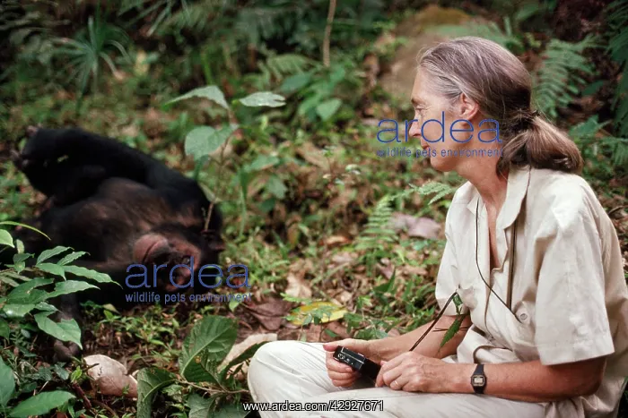 : Jane Goodall - In Gombe with Chimpanzee - August 1988 : Jane Goodall - In Gombe with Chimpanzee - August 1988