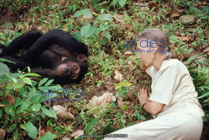 : Jane Goodall - In Gombe with Chimpanzee - August 1988 : Jane Goodall - In Gombe with Chimpanzee - August 1988