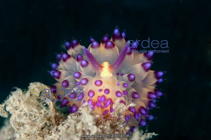 : Janolus Nudibranch : Janolus Nudibranch