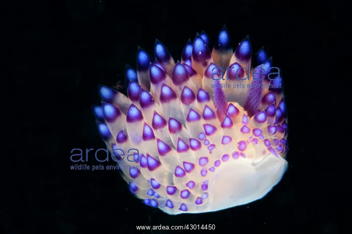 : Janolus Nudibranch : Janolus Nudibranch