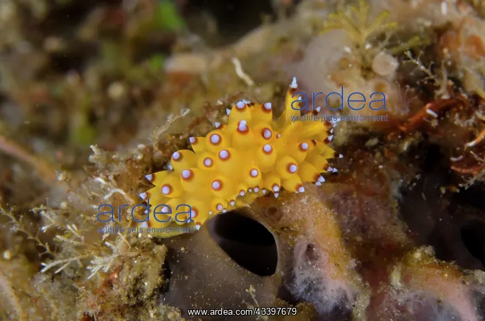 : Janolus Nudibranch : Janolus Nudibranch