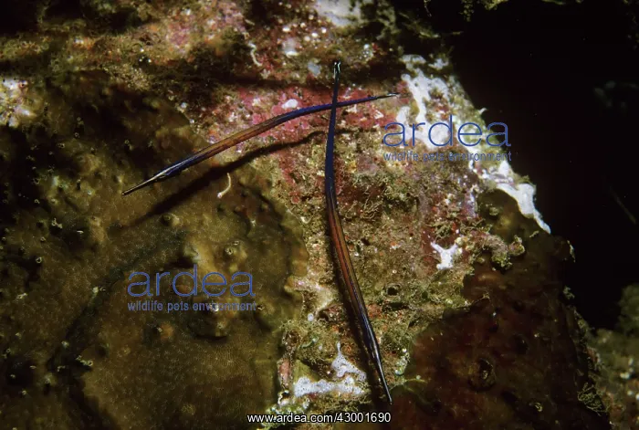 : Janss Pipefish : Janss Pipefish