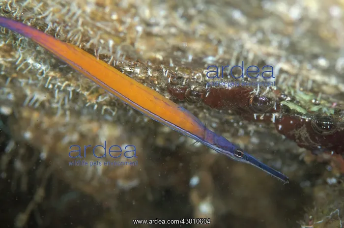 : Janss Pipefish with air bubbles at top of cave : Janss Pipefish with air bubbles at top of cave