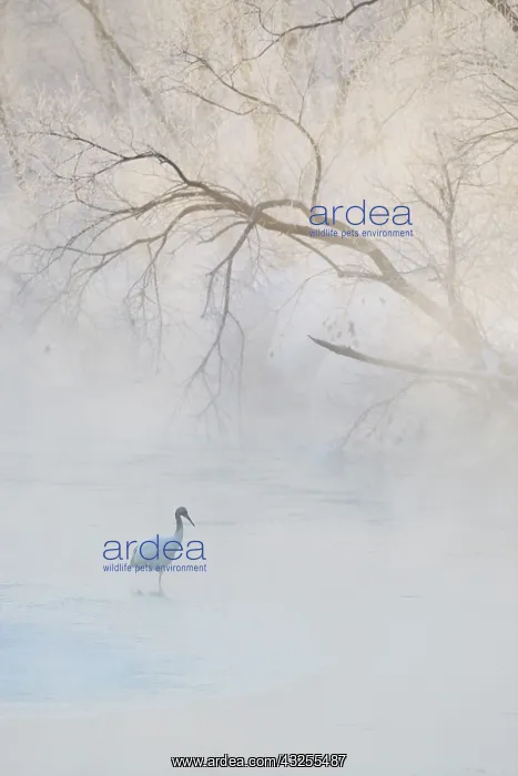 : Japan, Hokkaido, Tsurui. A hooded crane : Japan, Hokkaido, Tsurui. A hooded crane