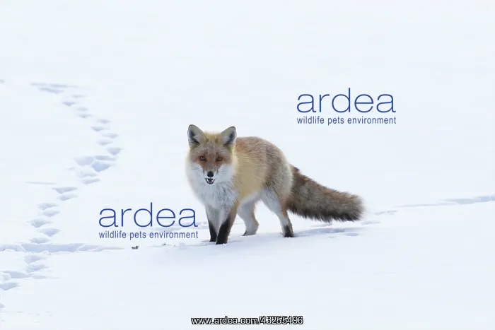 : Japan, Hokkaido, Tsurui. A red fox walks : Japan, Hokkaido, Tsurui. A red fox walks