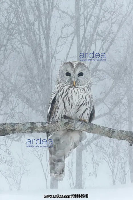: Japan, Hokkaido. Ural owl on limb in winter. ic Jim Zuckerma : Japan, Hokkaido. Ural owl on limb in winter. ic Jim Zuckerma