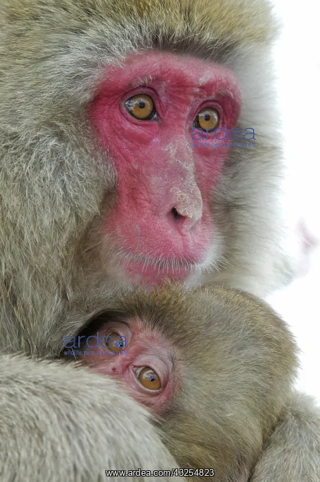 : Japan, Jigokudani Monkey Park. Detail of : Japan, Jigokudani Monkey Park. Detail of