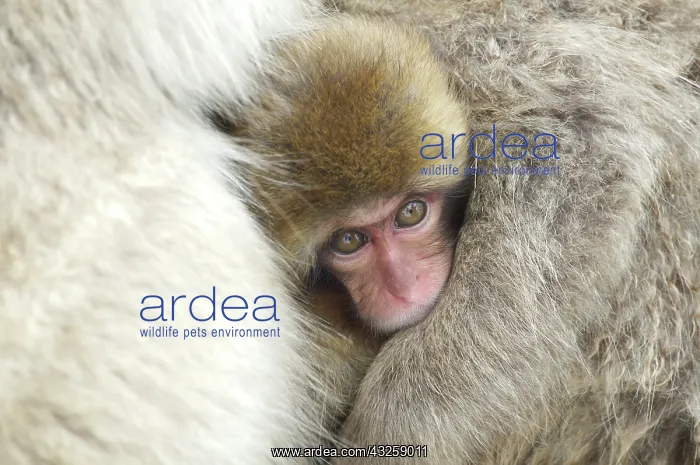 : Japan, Jigokudani Monkey Park. A baby snow : Japan, Jigokudani Monkey Park. A baby snow