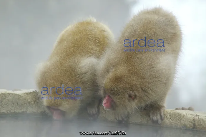 : Japan, Jigokudani Monkey Park. Two snow : Japan, Jigokudani Monkey Park. Two snow