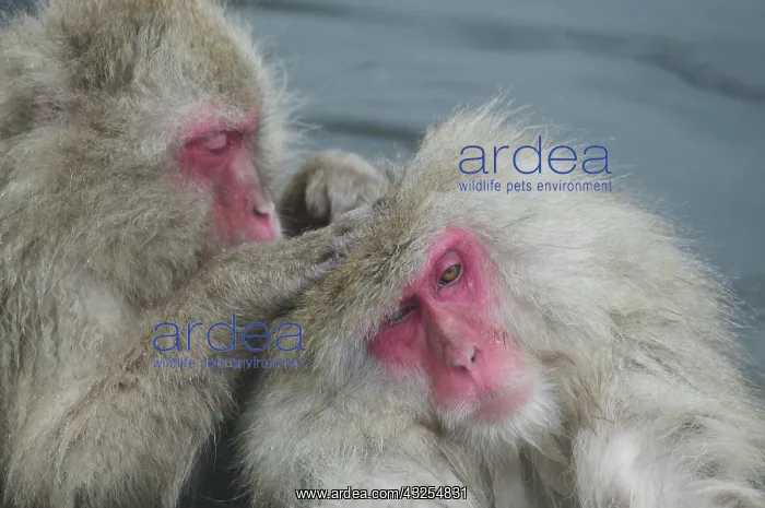 : Japan, Jigokudani Monkey Park. A snow monkey : Japan, Jigokudani Monkey Park. A snow monkey