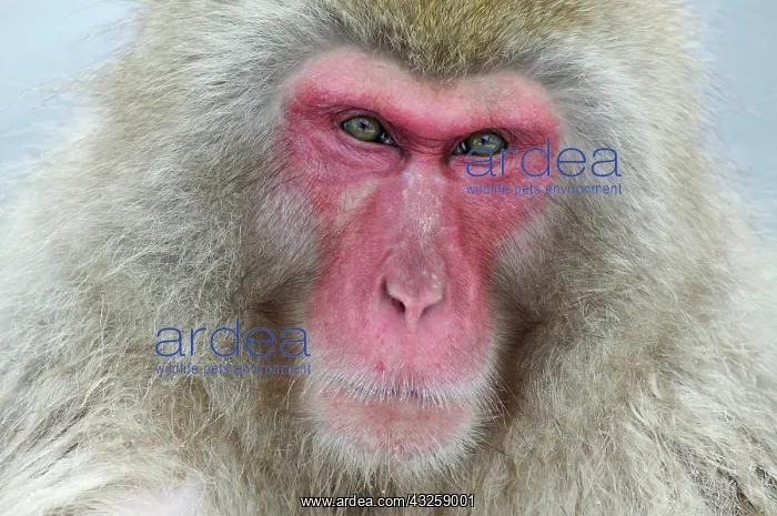 : Japan, Jigokudani Monkey Park. A snow monkey : Japan, Jigokudani Monkey Park. A snow monkey