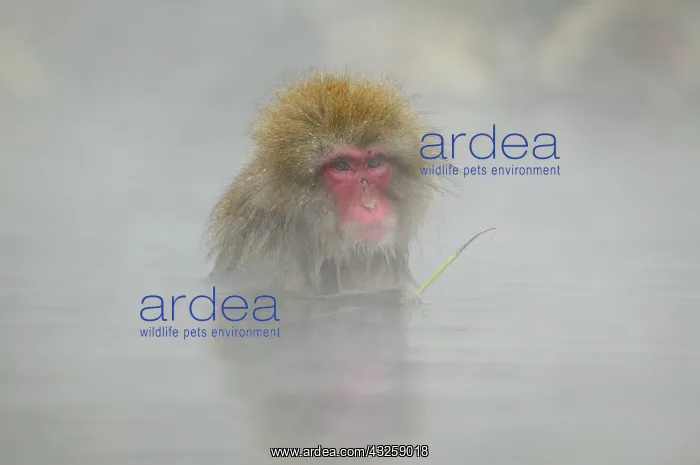 : Japan, Jigokudani Monkey Park. A snow monkey : Japan, Jigokudani Monkey Park. A snow monkey