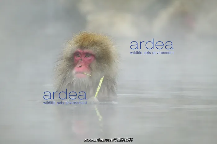 : Japan, Jigokudani Monkey Park. A snow monkey : Japan, Jigokudani Monkey Park. A snow monkey