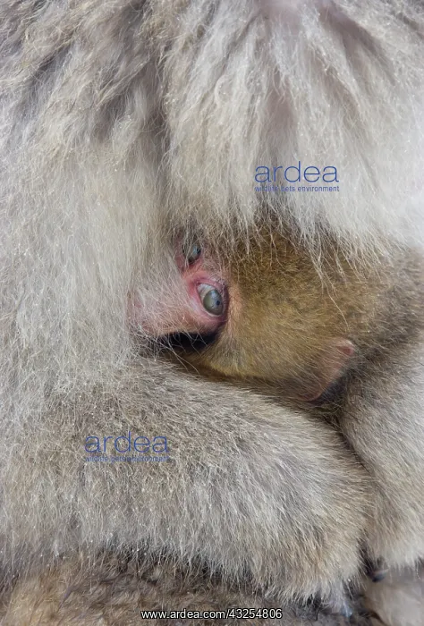 : Japan, Jigokudani, Snow monkey baby peeking : Japan, Jigokudani, Snow monkey baby peeking