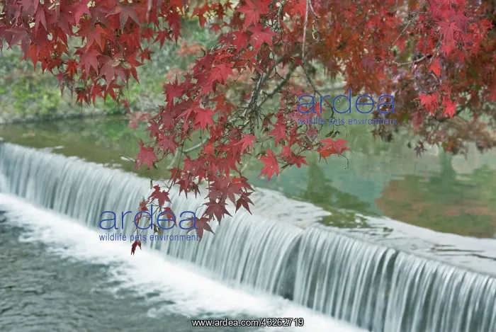: Japan, Kyoto, Arashiyama, Maple Leaves and : Japan, Kyoto, Arashiyama, Maple Leaves and