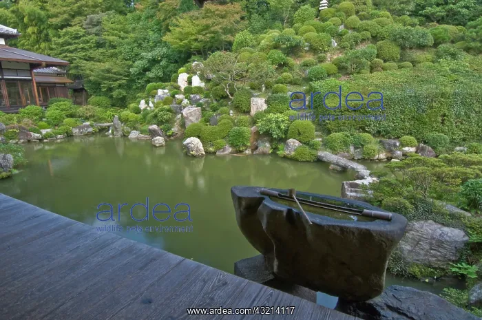 : Japan, Kyoto, Chishaku-in Temple Garden : Japan, Kyoto, Chishaku-in Temple Garden
