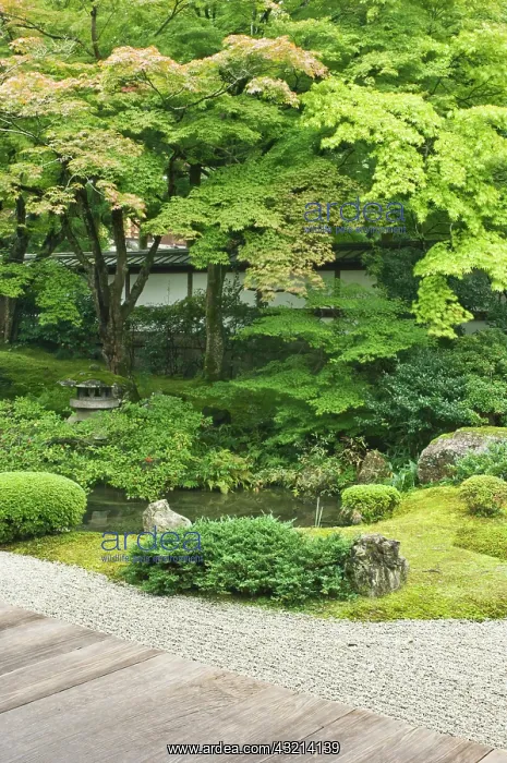: Japan, Kyoto, Sennyuji Temple Garden : Japan, Kyoto, Sennyuji Temple Garden