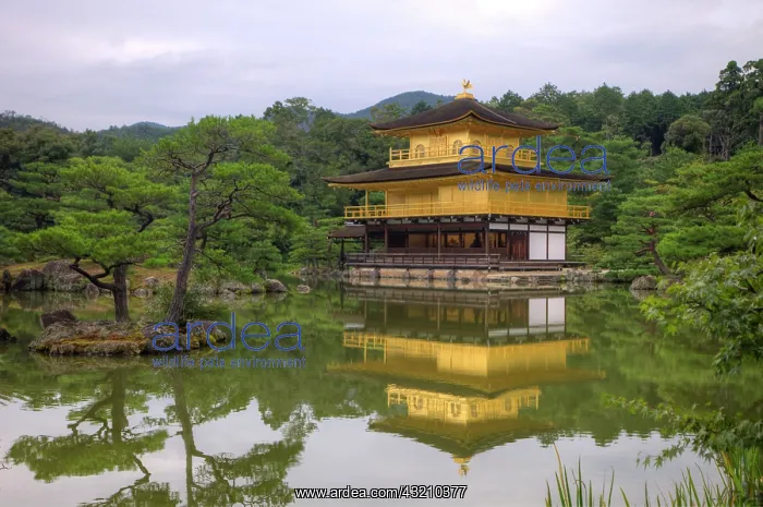 : Japan, Kyoto. Temple of the Golden Pavilion : Japan, Kyoto. Temple of the Golden Pavilion