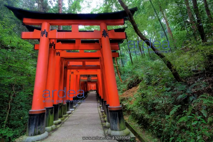 : Japan, Kyoto. Torii Gates in the Fushimi-Inari-Taisha : Japan, Kyoto. Torii Gates in the Fushimi-Inari-Taisha
