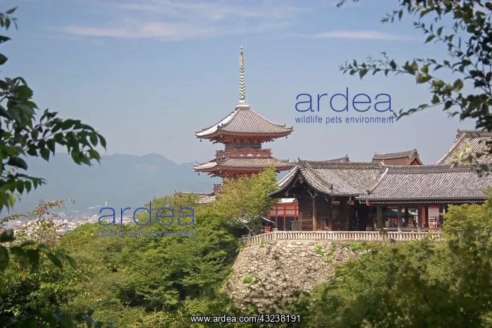 : Japan, Kyoto, The View from Kiyomizu Temple : Japan, Kyoto, The View from Kiyomizu Temple