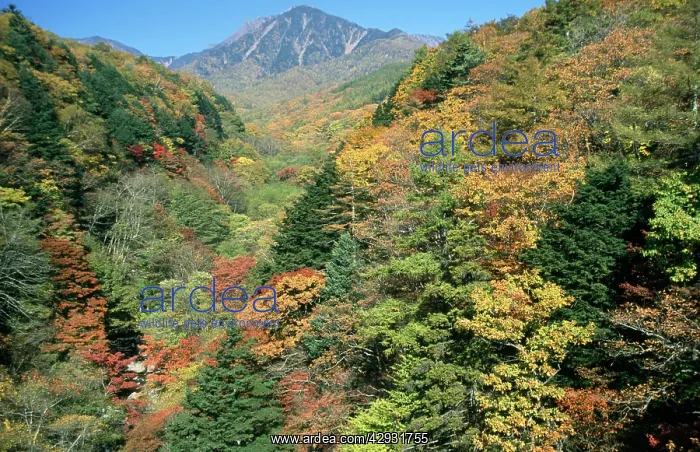 : Japan - maple forest, autumn colours show biodiversity : Japan - maple forest, autumn colours show biodiversity