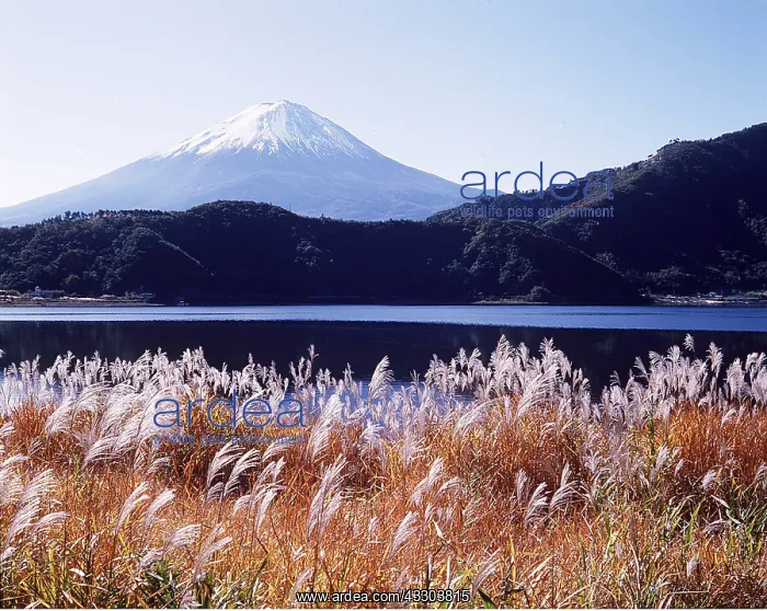 : JAPAN - Mount Fuji with Lake Kawaguchi in foreground : JAPAN - Mount Fuji with Lake Kawaguchi in foreground