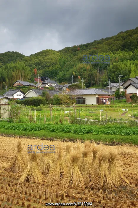 : Japan, Nara Prefecture, Heguri-cho. Field : Japan, Nara Prefecture, Heguri-cho. Field