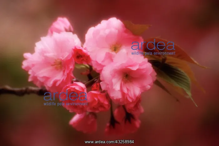 : Japan, Osaka. Close-up of cherry blossoms : Japan, Osaka. Close-up of cherry blossoms